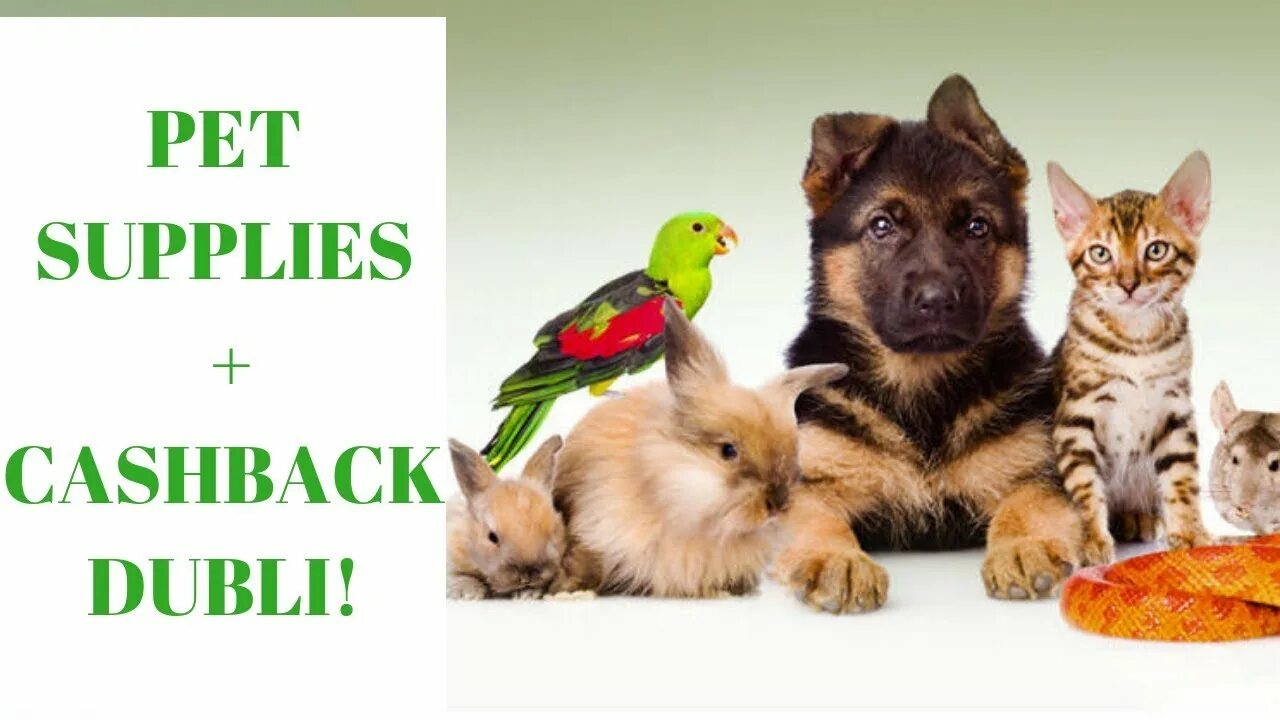 Картинка фон домашние животные PET SUPPLIES + CASHBACK DUBLI! - YouTube