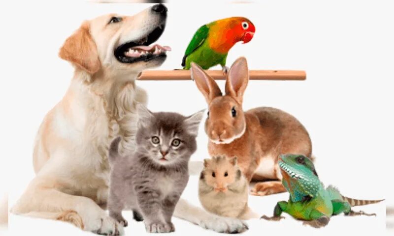 Картинка фон домашние животные Assim como pets, silvestres e exóticos necessitam de cuidados", alerta veterinár
