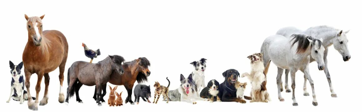 Картинка фон домашние животные Cat, Dog, Horse Изображения: просматривайте стоковые фотографии, векторные изобр
