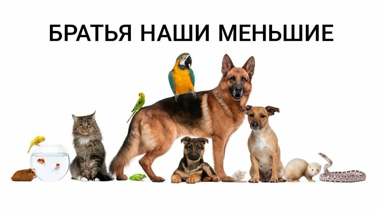 Картинка фон домашние животные Экологический урок "О друзьях наших меньших". 2022, Тацинский район - дата и мес
