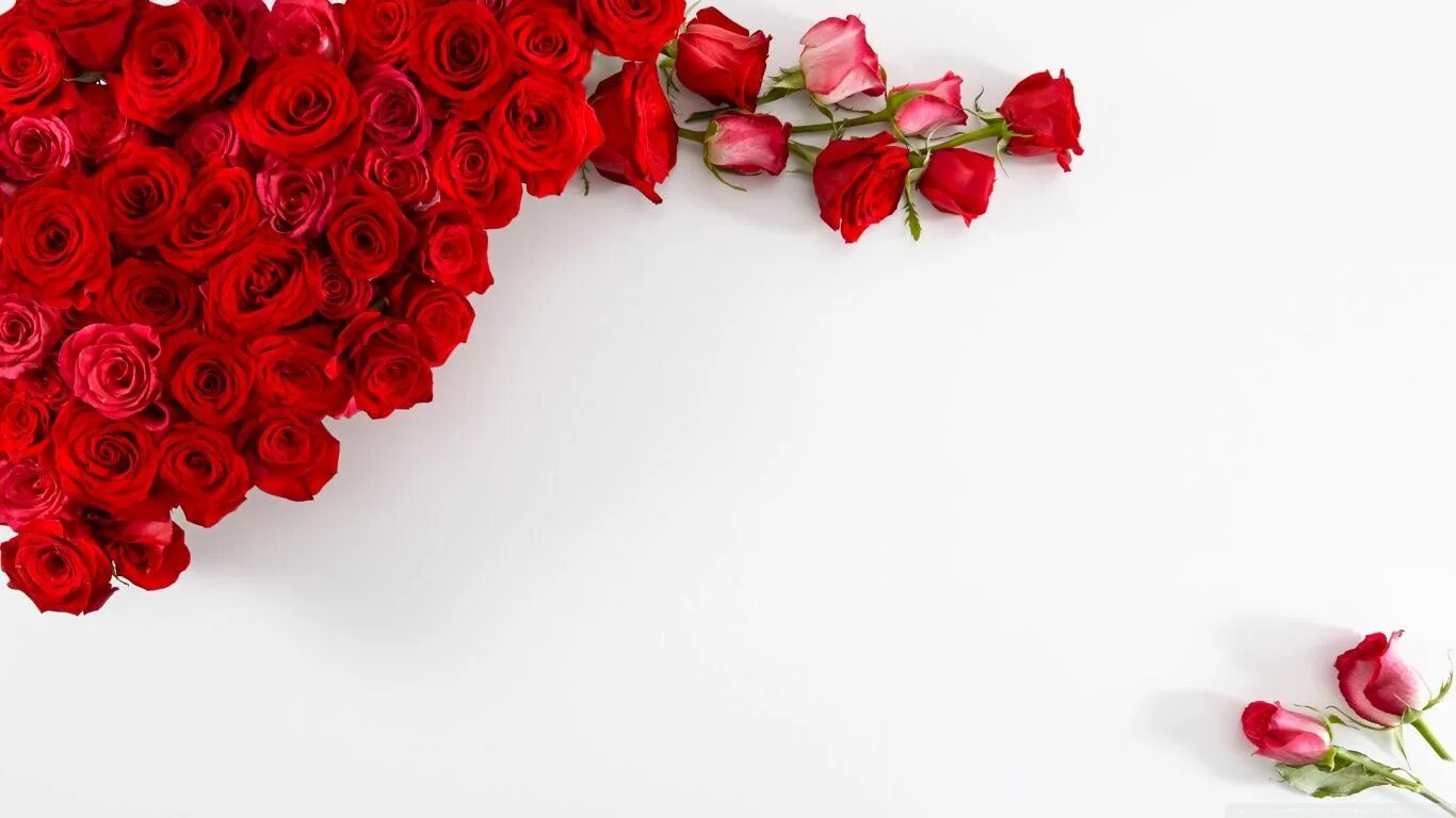 Картинка фон с днем рождения женщине Red roses on white background Cornici, Sfondi, Immagini