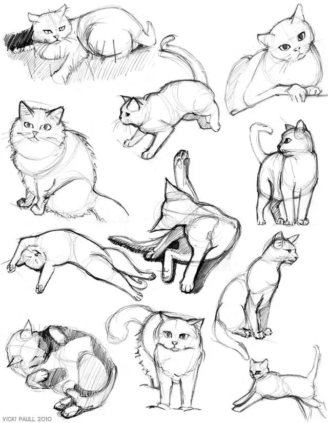 Картинка где нарисованы животные Vicki's Intergalactic Noodle Stand: More cat sketches Cat sketch, Sketches, Anim