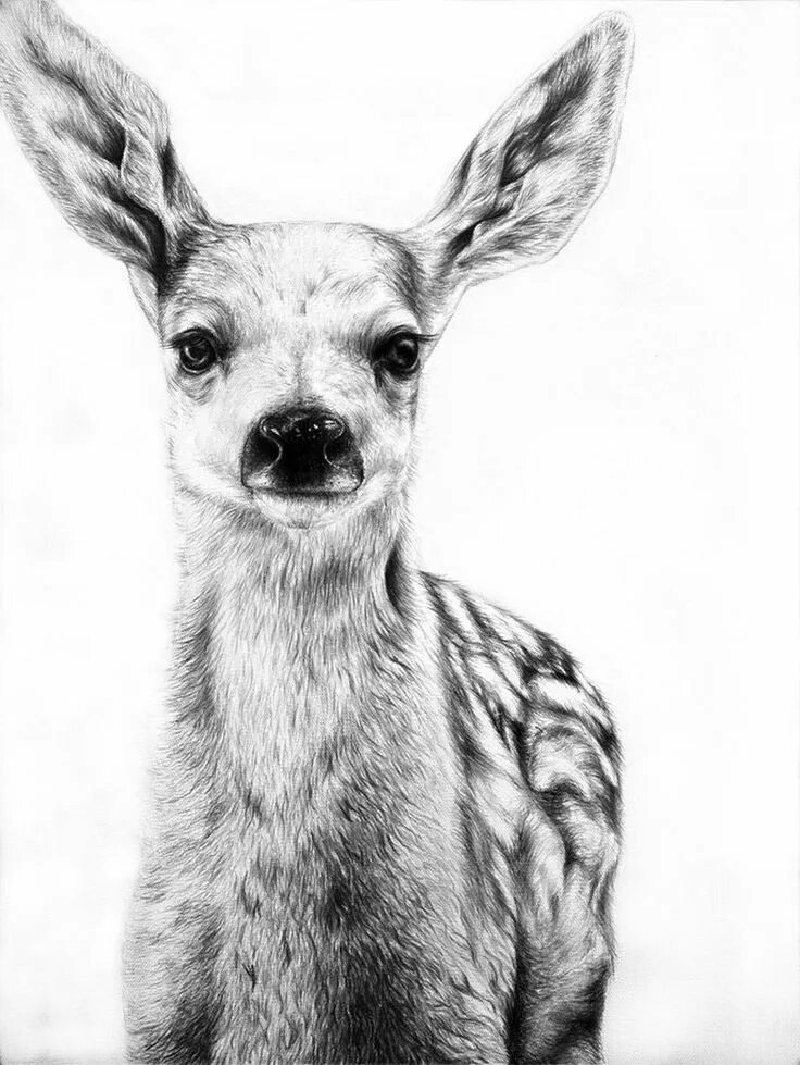 Картинка где нарисованы животные 103 Adorable Examples of Pet Photography Pencil drawings of animals, Realistic p