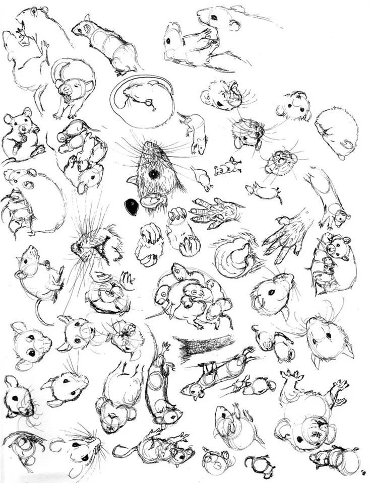 Картинка где нарисованы животные Pin on Animals Pet Rat