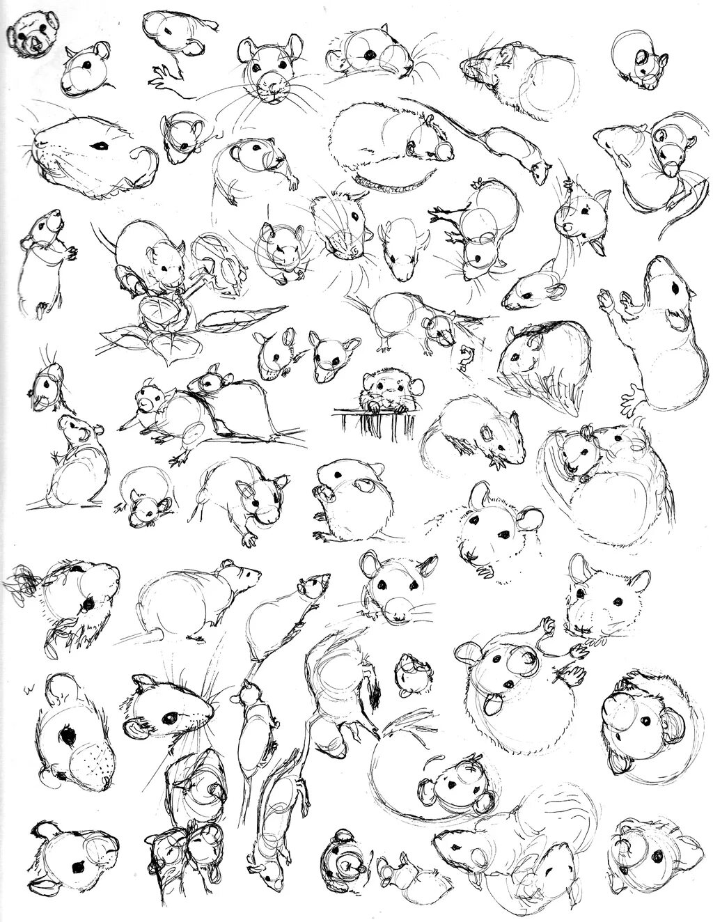 Картинка где нарисованы животные Rat Sketch Practice 4 Предварительный набросок, Рисунки, Эскизы животных