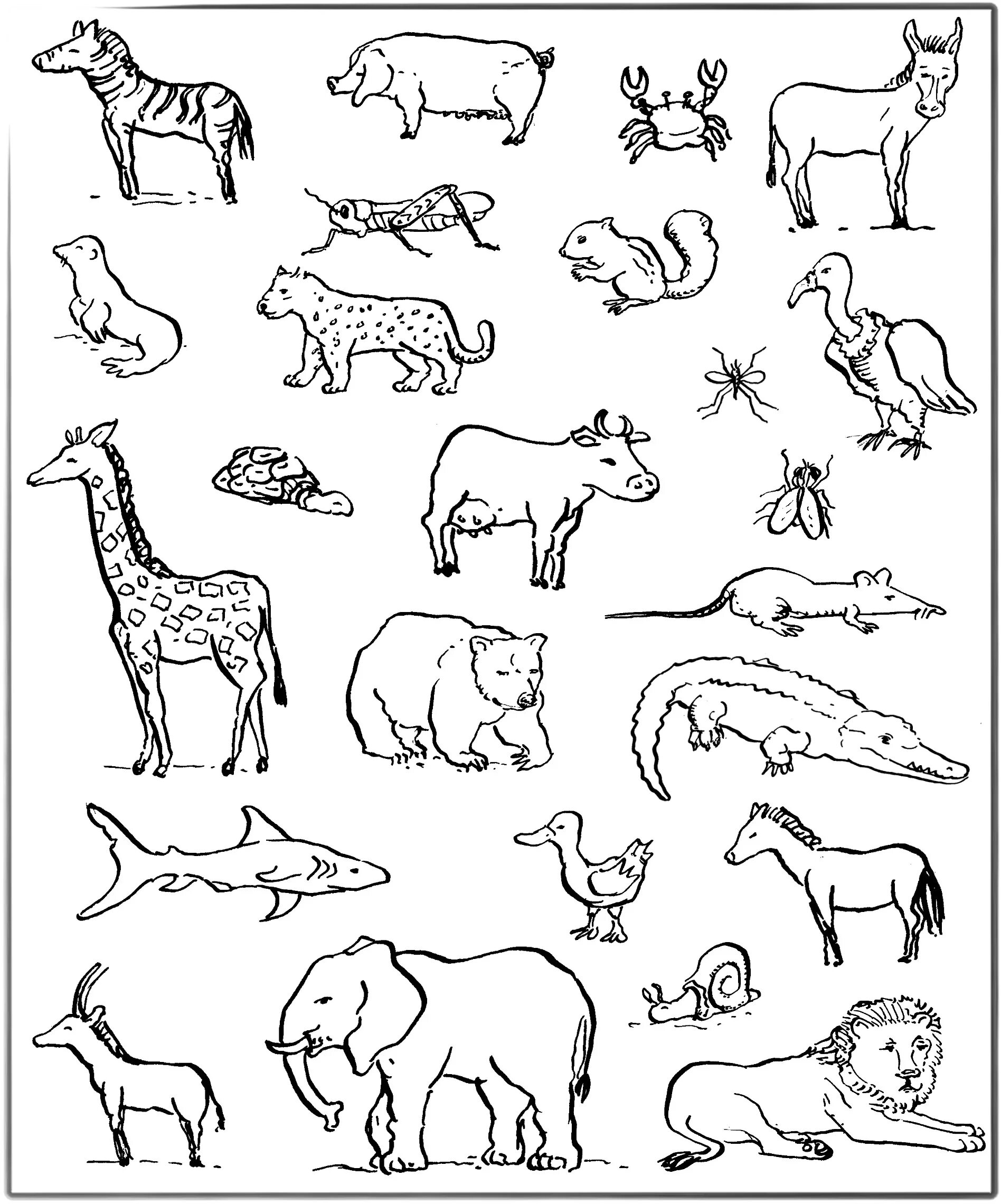 Картинка где нарисованы животные Natural sciences Grade 4 Life and way of living Module 7 Plants and animals Anim