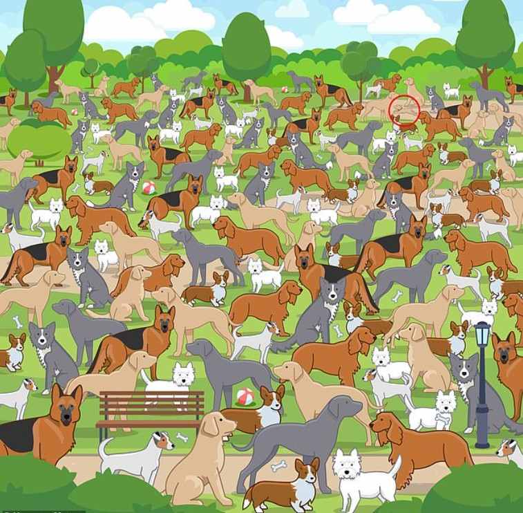 Картинка где найти животные Optical Illusion for Testing Your IQ: Only a Genius can Spot Hidden Puppy Among 