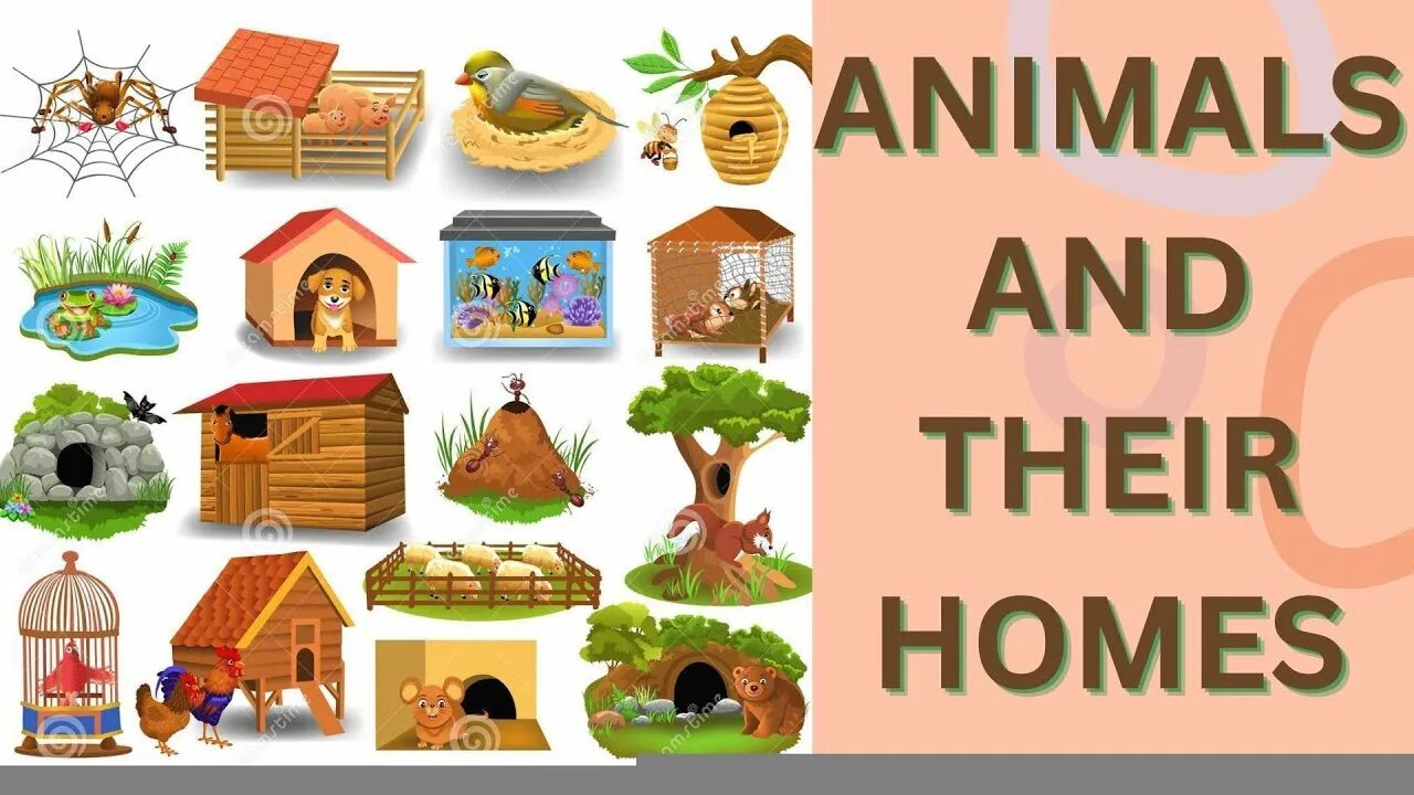 Картинка где живут домашние животные animals and their homes/animal homes/animal homes for kids - YouTube