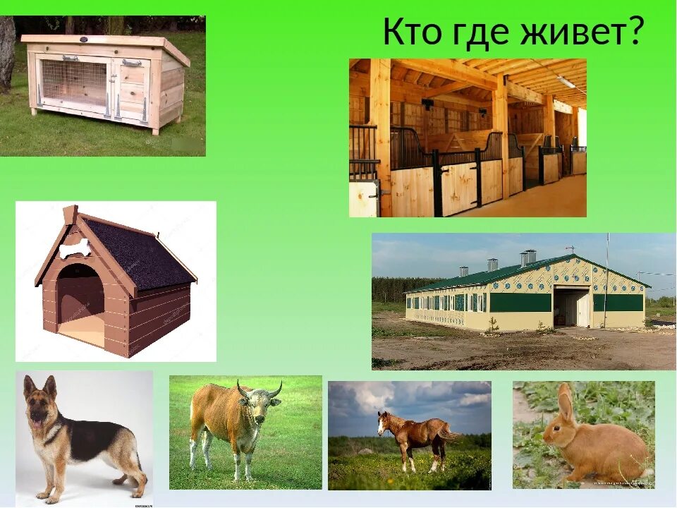 Картинка где живут домашние животные Картинки ДИКИЕ ДОМАШНИЕ ЖИВОТНЫЕ ГДЕ ЖИВУТ