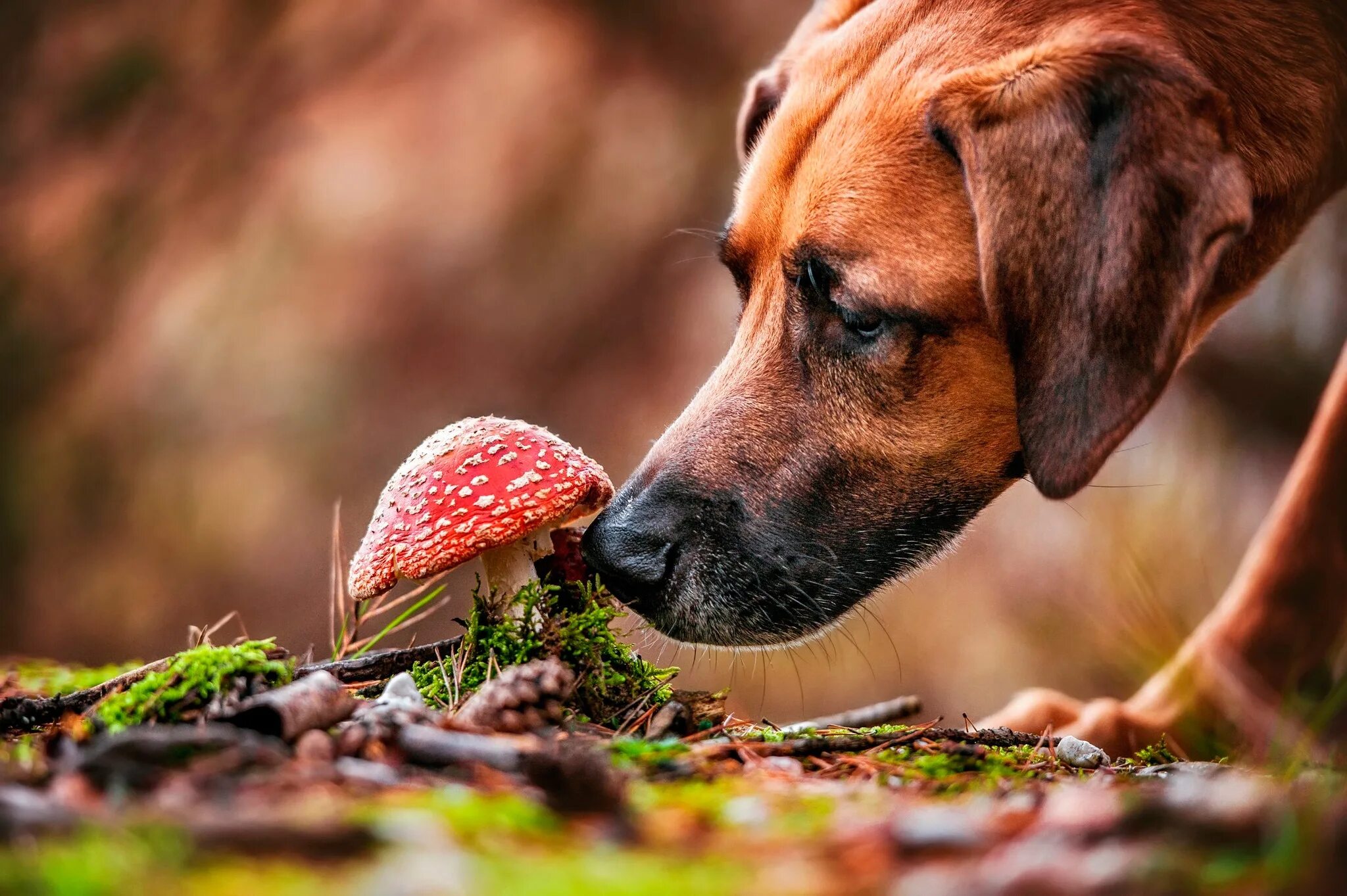Картинка грибы и животное Download wallpaper face, nature, mushroom, moss, dog, mushroom, bokeh, section d