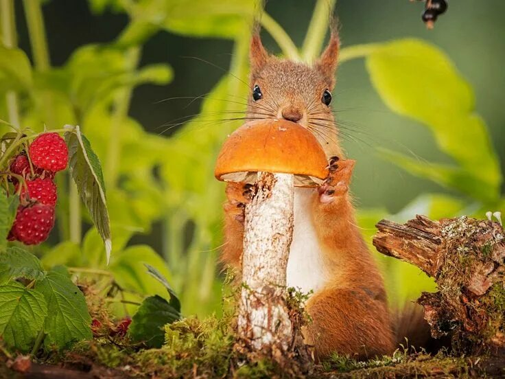 Картинка грибы и животное Pin on Squirrels