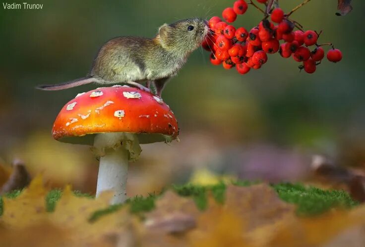 Картинка грибы и животное 1) Одноклассники Лесные животные, Фотографии животных, Фотографии