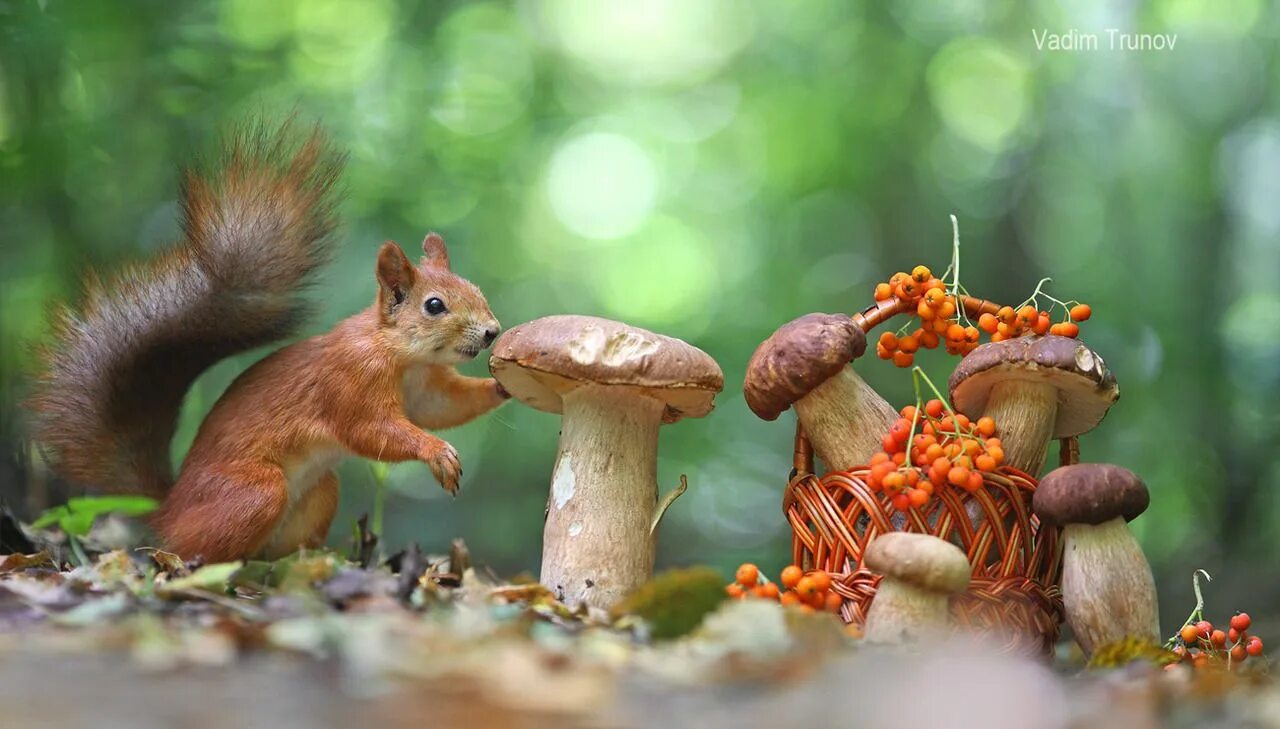 Картинка грибы и животное © All rights reserved by Вадим Трунов Cute animal photos, Fox squirrel, Woodland