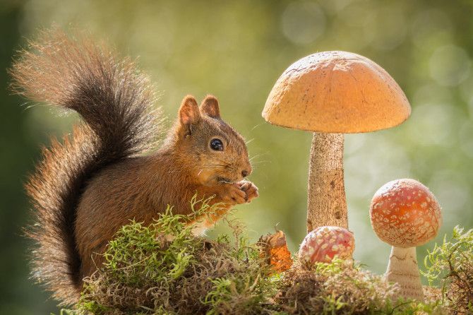 Картинка грибы и животное Adorable Photos of Squirrels Cute squirrel, Animals, Squirrel