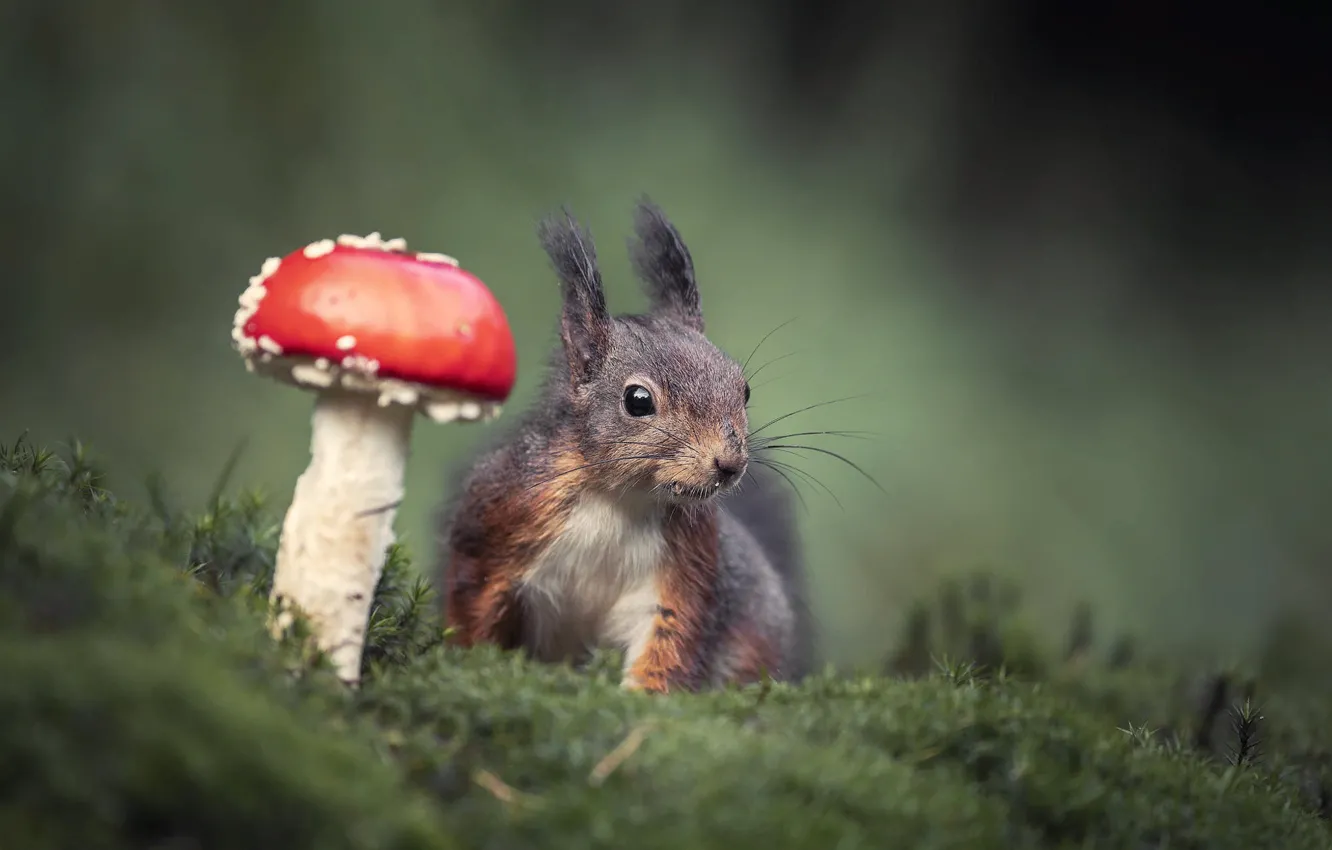 Картинка грибы и животное Wallpaper animal, animal, mushroom, nature, rodent, protein, moss, mushroom for 