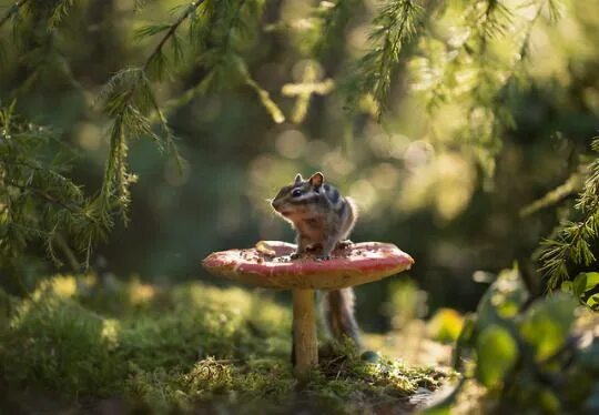 Картинка грибы и животное Imagination will take you Everywhere' Cute Animals & Stuff Animals, Cute animals