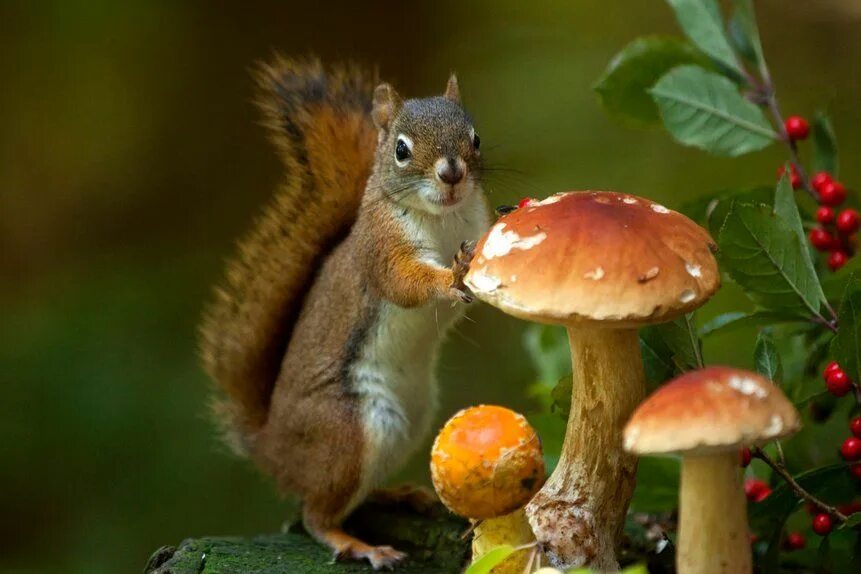 Картинка грибы и животное 545) Twitter Mushroom fungi, Cute squirrel, Stuffed mushrooms