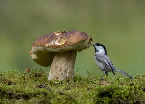 Картинка грибы и животное 3 October - World Mushroom Day 2023 Родная душа VK