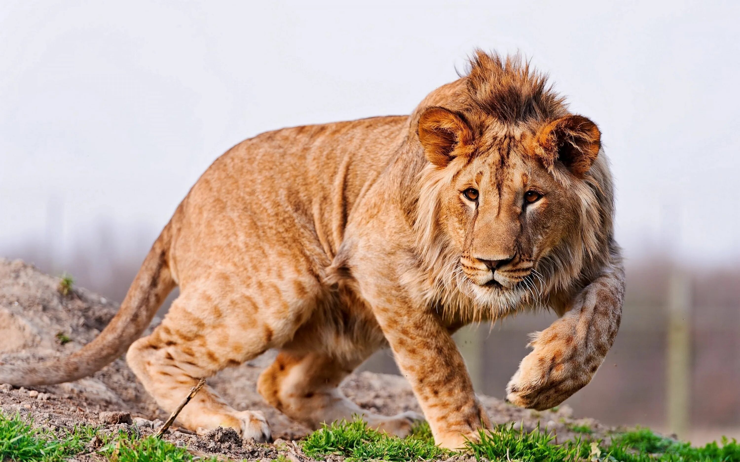 Картинка хищники животные Lion In Hunting Desktop Wallpaper Hd For Mobile Phones And Laptops 3840 × 2400 #
