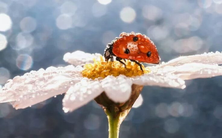 Картинка хорошего дня божья Pin by Ларчик КоПаник on животные Ladybug, Insects, Macro photography