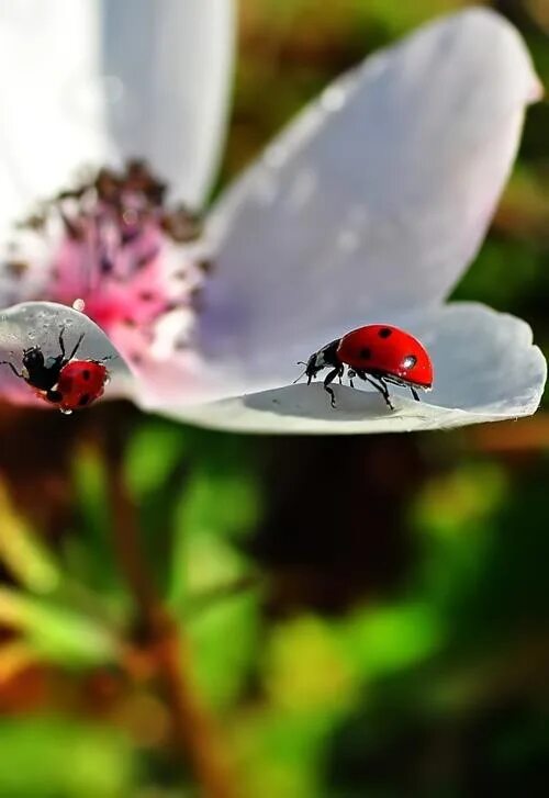 Картинка хорошего дня божья Pin by Beatriz Malty Dias on Flores Ladybug, Ladybug garden, Ladybird