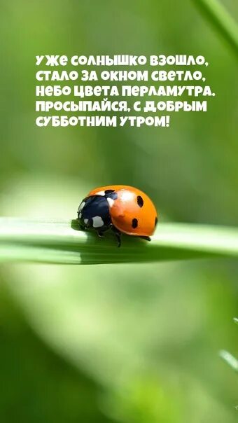 Картинка хорошего дня божья Good morning foxy ! Today is June 25th, Saturday About the weather. Gonna be sun