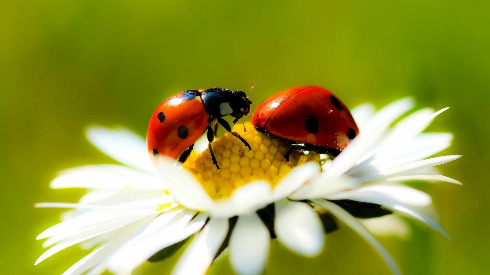 Картинка хорошего дня божья Download wallpaper 1920x1080 ladybugs, daisy, petals full hd, hdtv, fhd, 1080p h