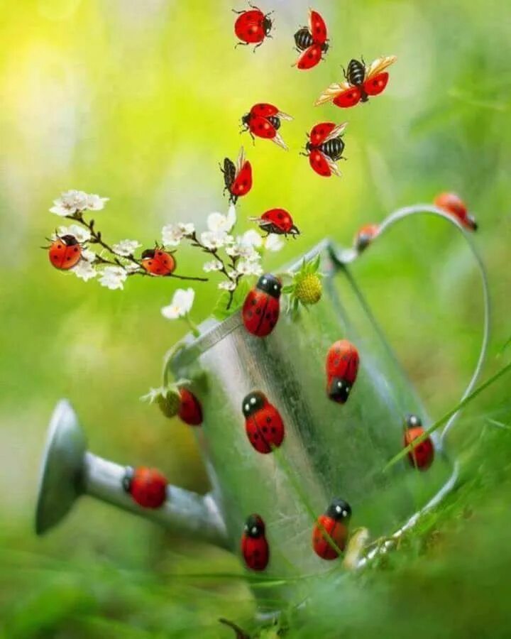 Картинка хорошего дня божья Pin by Maria Habermann on Others Ladybug wallpaper, Ladybug, Beautiful bugs