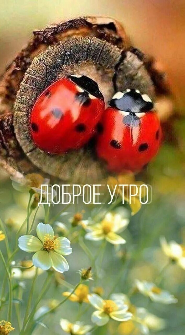 Картинка хорошего дня божья Pin on С днем рождения