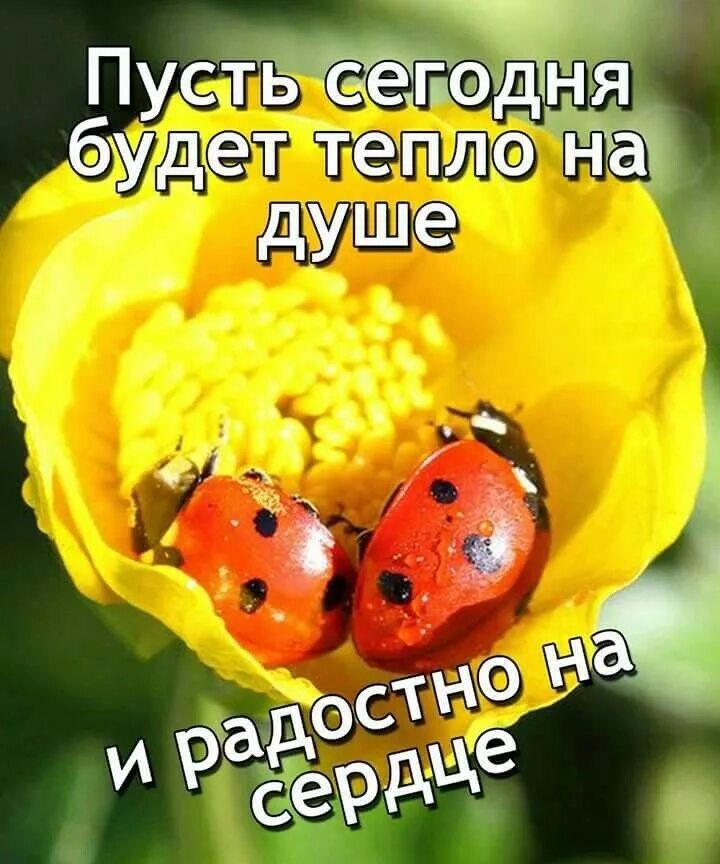 Картинка хорошего дня божья Пин от пользователя Елена на доске По утрам Позитивные цитаты, Вдохновляющие фра
