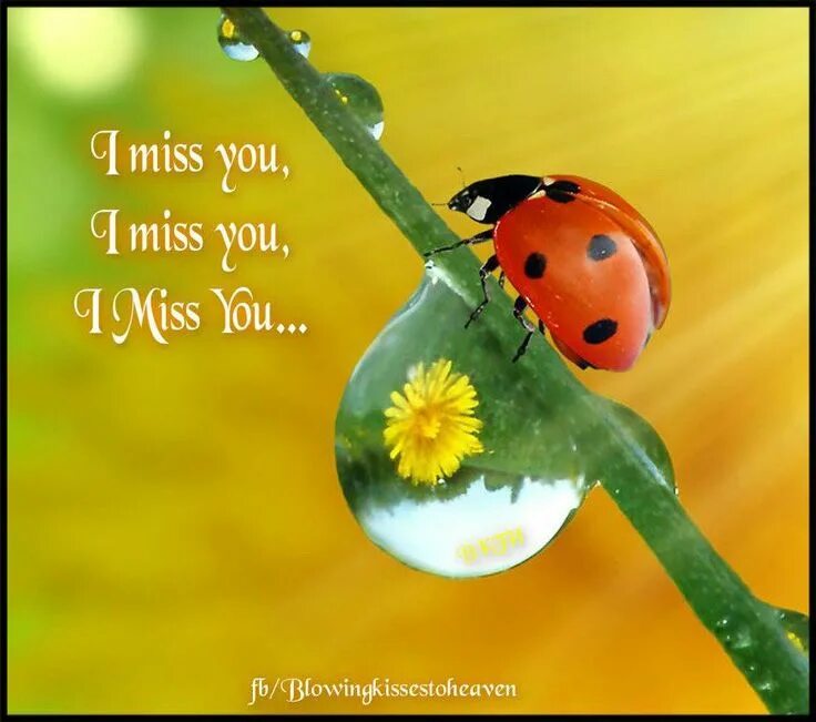 Картинка хорошего дня божья Ladybug from Heaven I miss my mom, Miss my mom, I love my son