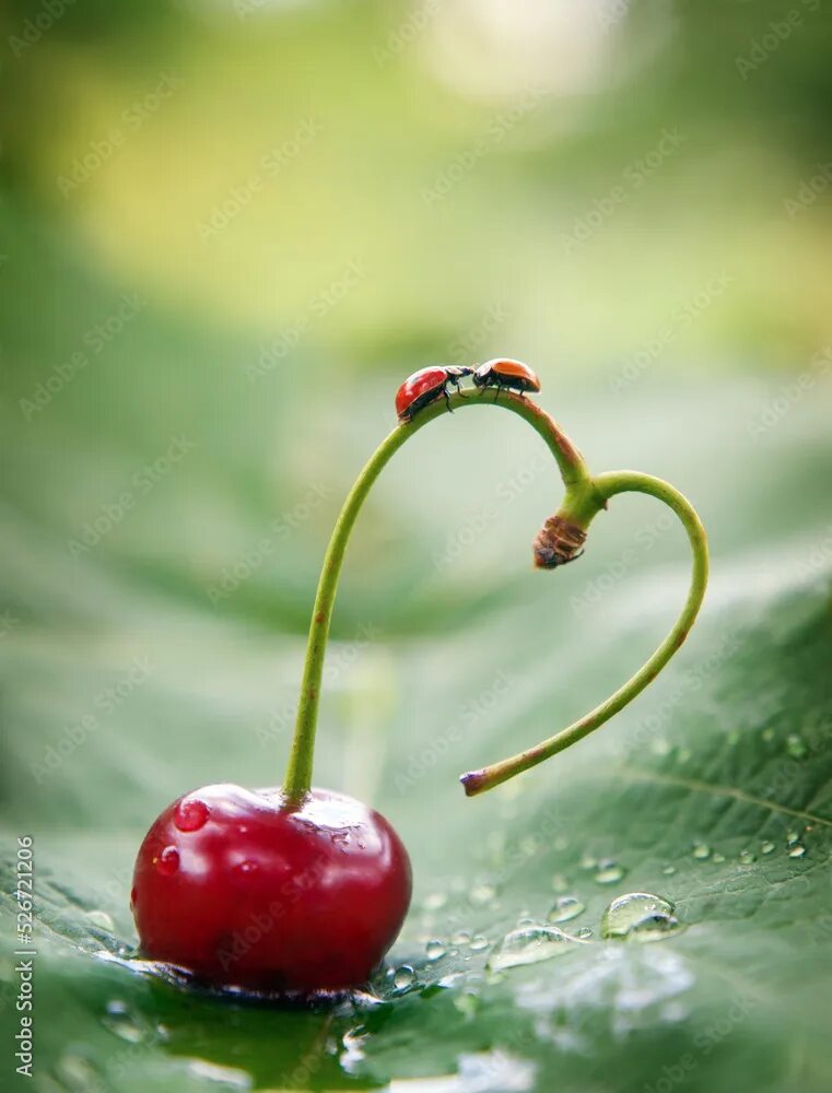 Картинка хорошего дня божья A love story, two ladybugs kiss on a heart-shaped cherry stem.A pair of sweet ch