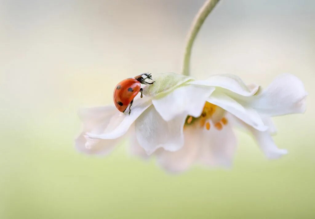 Картинка хорошего дня божья Flower lady Flowers, Ladybird, Ladybug