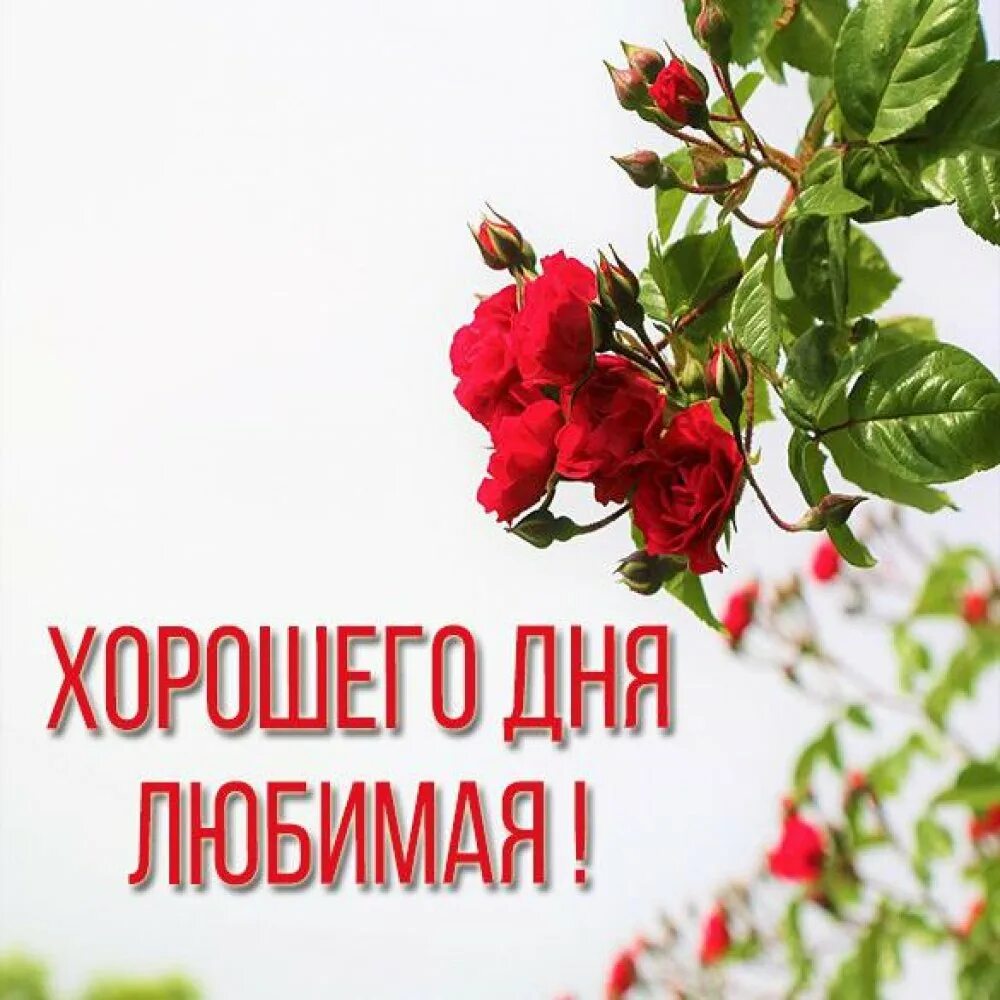 Картинка хорошего дня девушке Хорошего дня девушке - Красивые пожелания доброго утра и хорошего дня в стихах. 