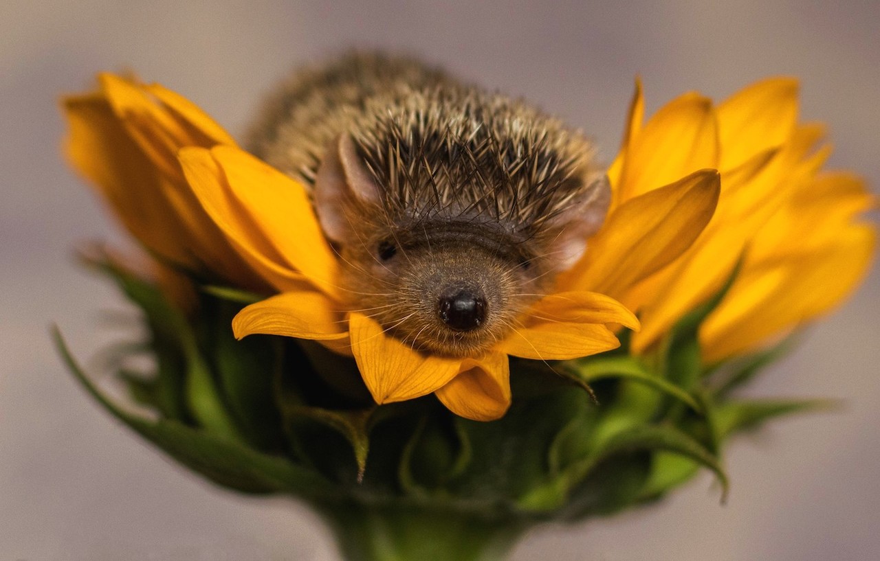 Картинка хорошего дня ежик AliBongo - hedgehogs