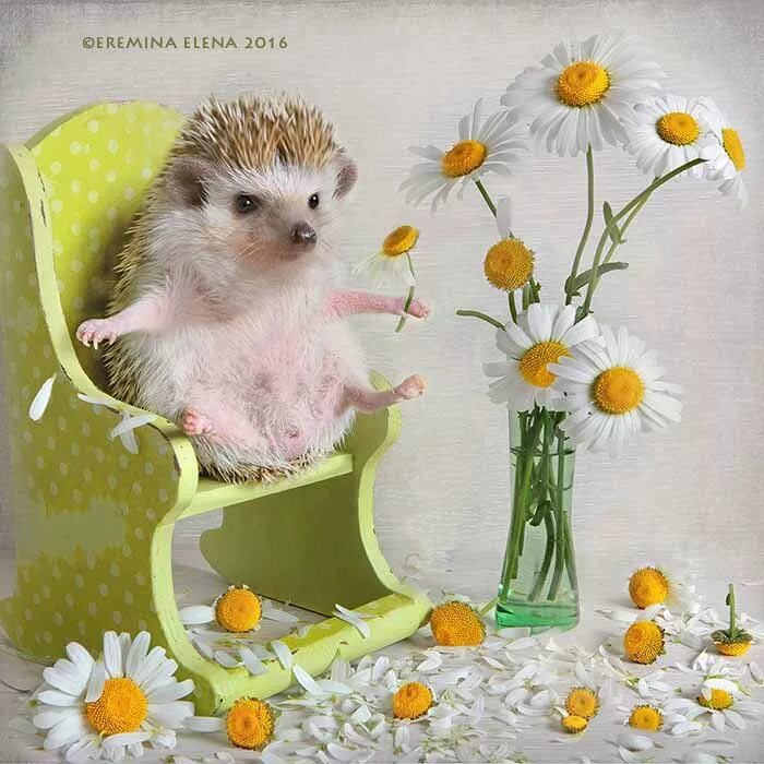 Картинка хорошего дня ежик Новости Hedgehog pet, Baby hedgehog, Cute baby animals