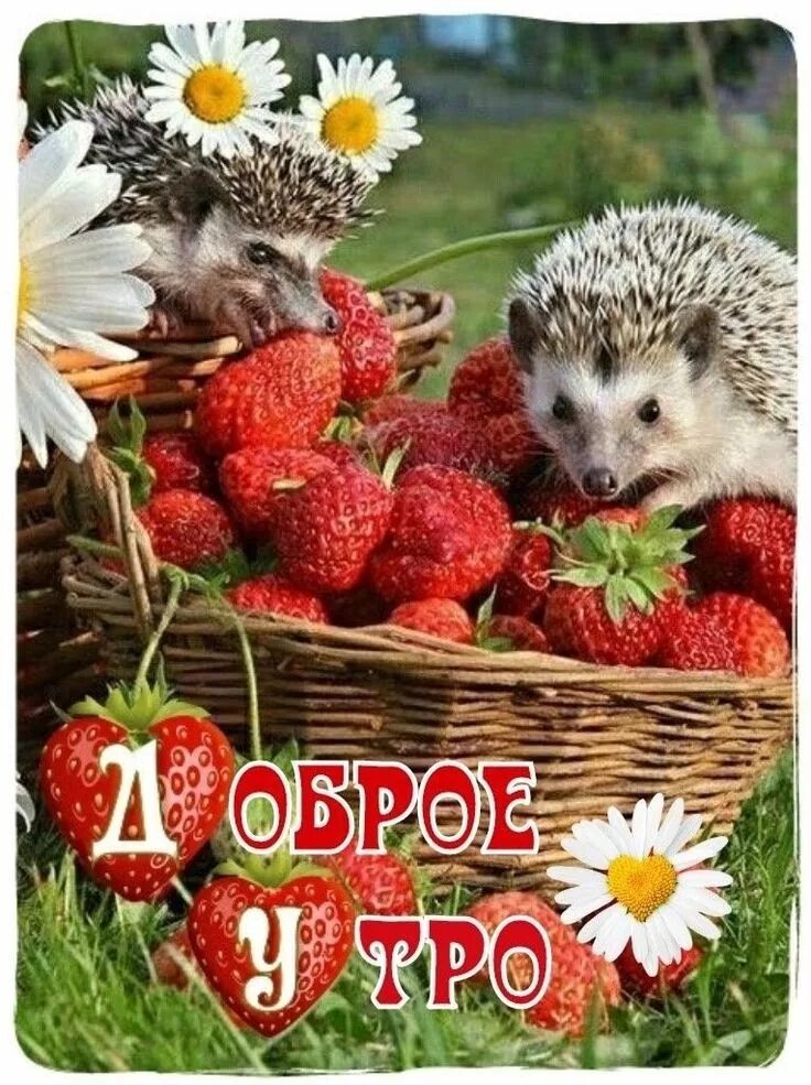 Картинка хорошего дня ежик Pin on доброе утро)) Cute hedgehog, Hedgehog pet, Cute little animals