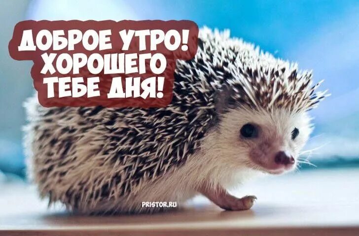 Картинка хорошего дня ежик Pin em A Good morning Tese