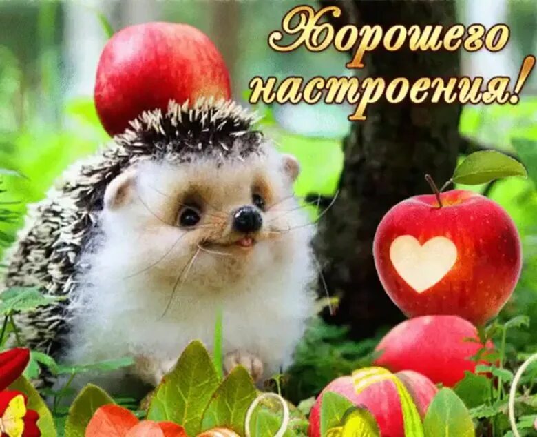 Картинка хорошего дня ежик Ответы Mail.ru: Ежик собирал грибы, подошла ежиха, Сколько белок к зайчику прине