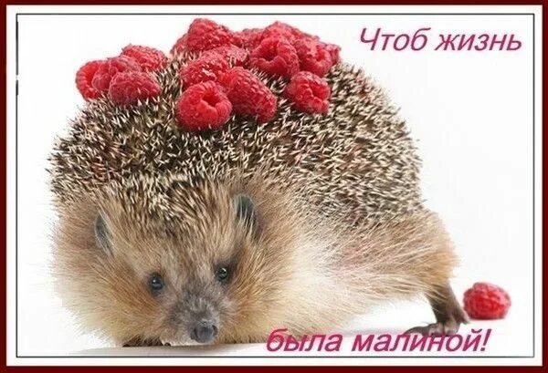 Картинка хорошего дня ежик Похожее изображение Animals, Hedgehog, Hamster
