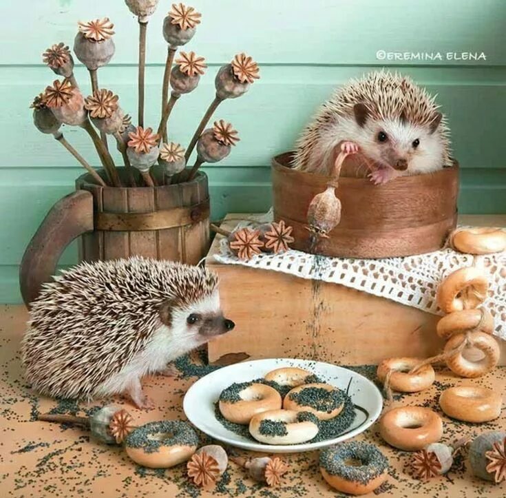 Картинка хорошего дня ежик Pin on süni Hedgehog pet, Wild animals photography, Super cute animals