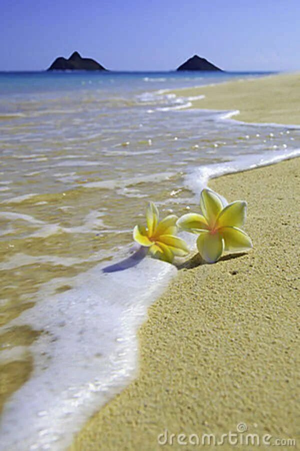Картинка хорошего дня море Plumeria blossoms on the sand Paisajes playa, Fotografía de playa, Paisajes de m
