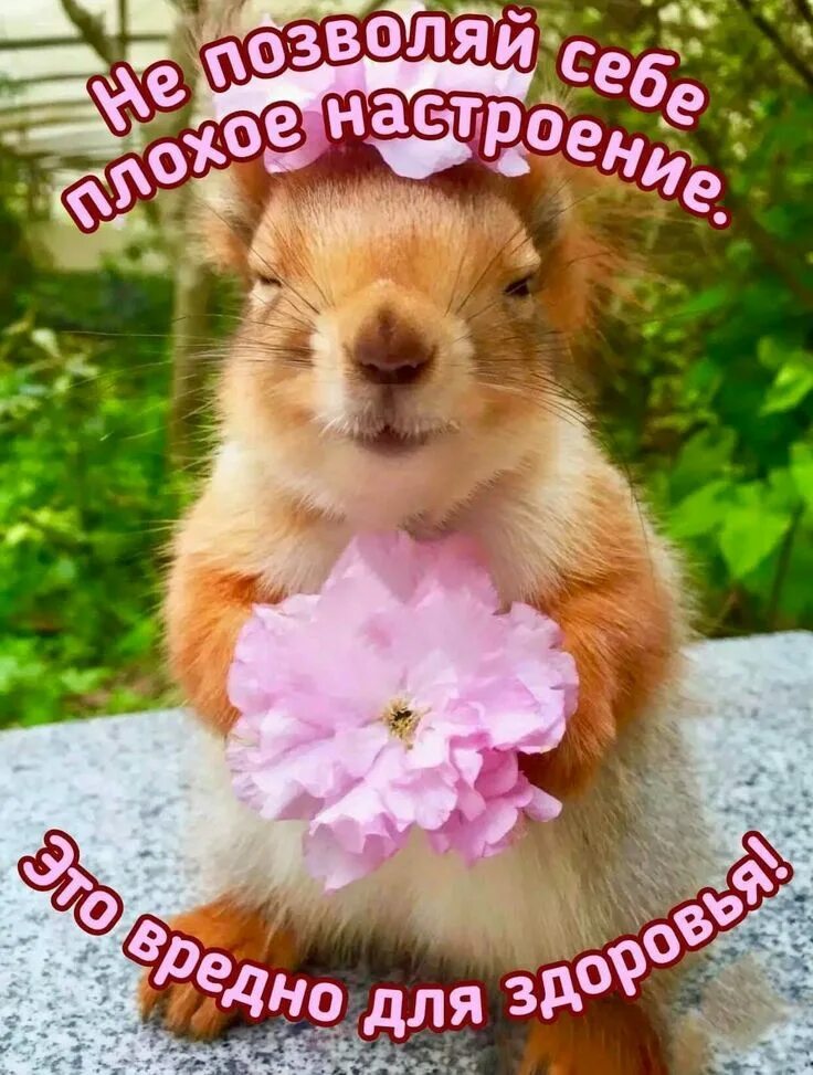 Картинка хорошего дня прикольная для настроения Pin on доброе утро)) Humor, Animals, Corgi