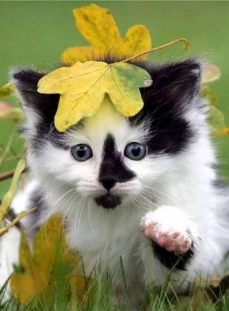 Картинка хорошего дня с животными красивые Cuteness Overload - 2nd August 2019 Kittens cutest, Kittens, Cute animal picture