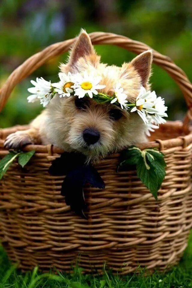 Картинка хорошего дня с животными красивые Pin by Chloe* on floral crown/headress ideas Happy weekend, Happy weekend quotes
