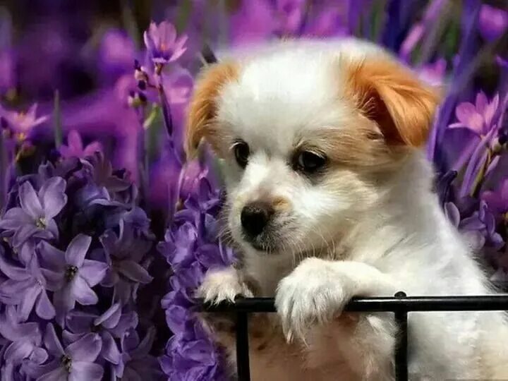 Картинка хорошего дня с животными красивые Pin by Diana Messina on My Pet Dream Board Cute dogs, Lilac dogs, Cute puppies