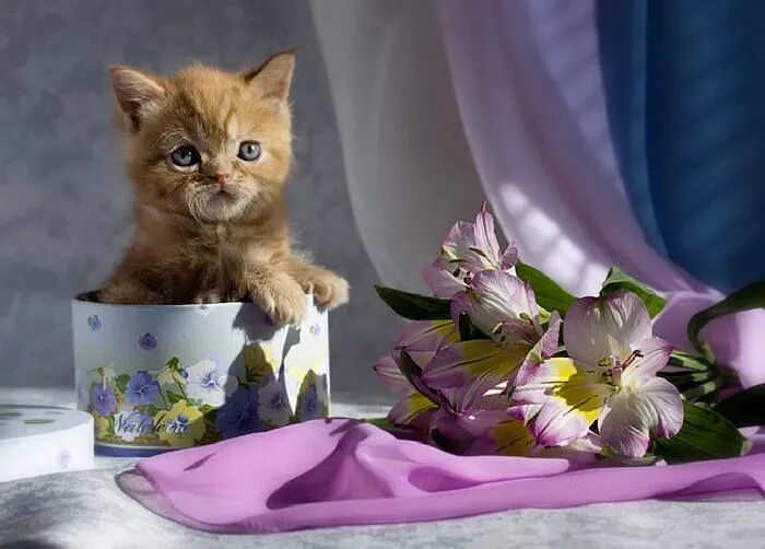 Картинка хорошего дня с животными красивые Pin by Małgorzata Zwierzchowska on KOTY Kittens, Cat flowers, Free cats