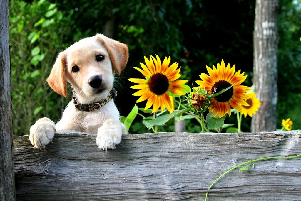 Картинка хорошего дня с животными красивые Sweet Puppy and Sunflowers Lab mix Puppy peeks over fence . Flickr