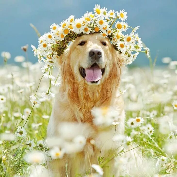 Картинка хорошего дня с животными красивые These Golden Retriever Pics Are Doggone Cute! Beautiful dogs, Cute dogs, Animals