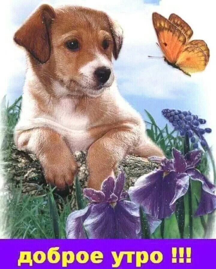 Картинка хорошего дня с животными красивые Pin on Доброе утро Good night gif, Good morning, Corgi
